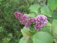 Lilac (Syringa vulgaris)