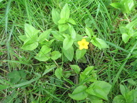 Skogfredløs (Lysimachia nemorum)