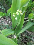Liljekonvall (Convallaria majalis)