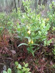 Marimjelleslekta (Melampyrum)