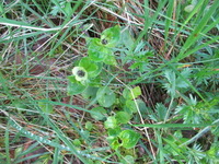 Dwarf Cornel (Chamaepericlymenum suecicum)