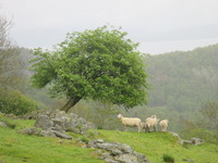 Rowan (Sorbus aucuparia)