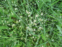 Kystmaure (Galium saxatile)