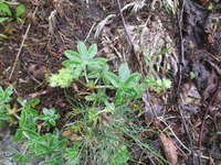 Alpine Lady's-mantle (Alchemilla alpina)