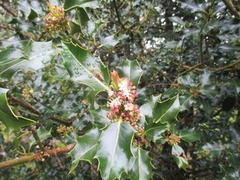 Kristtorn (Ilex aquifolium)