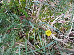 Grøftesoleie (Ranunculus flammula)