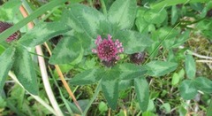 Rødkløver (Trifolium pratense)