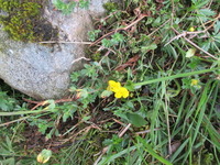 Tiriltunge (Lotus corniculatus)