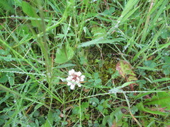 Hvitkløver (Trifolium repens)