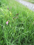Ragged-Robin (Lychnis flos-cuculi)