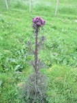 Myrtistel (Cirsium palustre)