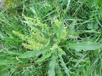 Høymol (Rumex longifolius)