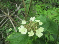 Korsved (Viburnum opulus)