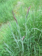 Englodnegras (Holcus lanatus)