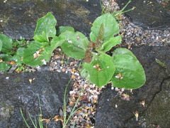 Groblad (Plantago major)