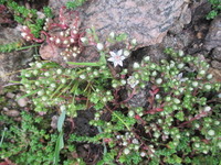 English Stonecrop (Sedum anglicum)