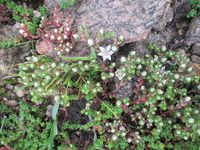 Kystbergknapp (Sedum anglicum)