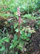 Common Wintergreen (Pyrola minor)