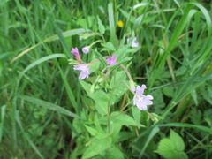 Krattmjølke (Epilobium montanum)