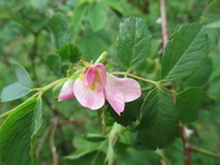 Roseslekta (Rosa)