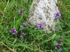 Blåkoll (Prunella vulgaris)