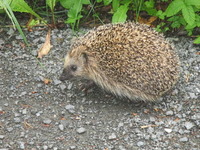 Piggsvin (Erinaceus europaeus)
