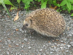 Hedgehog (Erinaceus europaeus)