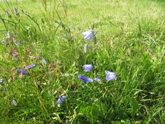 Blåklokke (Campanula rotundifolia)