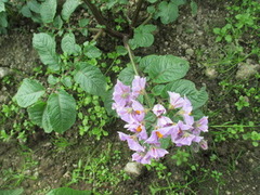 Potet (Solanum tuberosum)