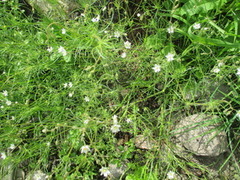 Linbendel (Spergula arvensis)