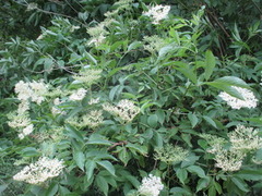 Svarthyll (Sambucus nigra)