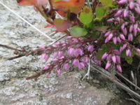 Heather (Calluna vulgaris)
