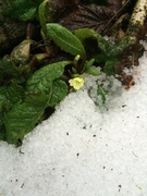 Kusymre (Primula vulgaris)