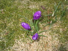 Crocus (Crocus)