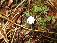 Hvitveis (Anemone nemorosa)