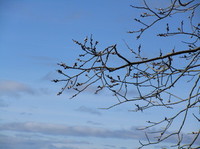 Selje (Salix caprea)