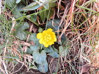 Lesser Celandine (Ranunculus ficaria)