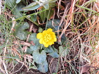 Vårkål (Ranunculus ficaria)