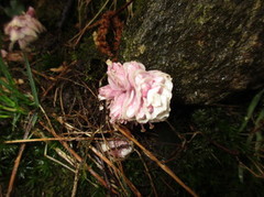 Skjellrot (Lathraea squamaria)