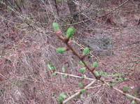 European Larch (Larix decidua)