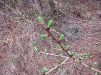 Europalerk (Larix decidua)