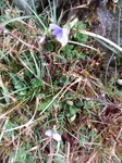 Common Dog-violet (Viola riviniana)