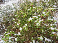 Bilberry (Vaccinium myrtillus)