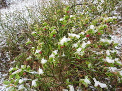 Blåbær (Vaccinium myrtillus)