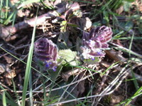 Jonsokkoll (Ajuga pyramidalis)