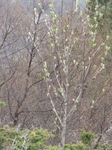 Rowan (Sorbus aucuparia)