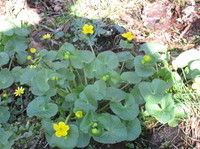 Marsh-marigold (Caltha palustris)