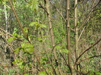 Maple (Acer)