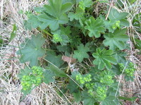 Marikåpe (Alchemilla sp.)