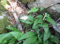 Ramsløk (Allium ursinum)